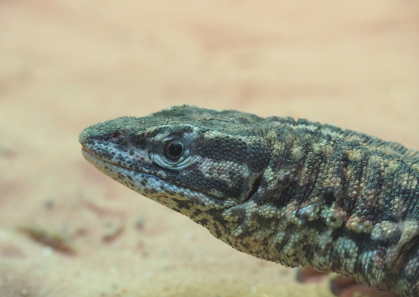 Spiny-tailed monitor (Varanus acanthurus), 2022-09-12