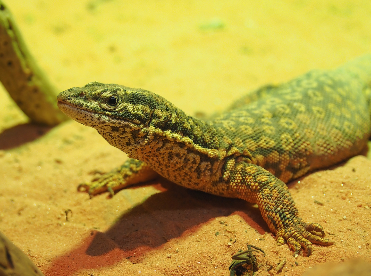 Spiny-tailed monitor (Varanus acanthurus), 2022-11-12