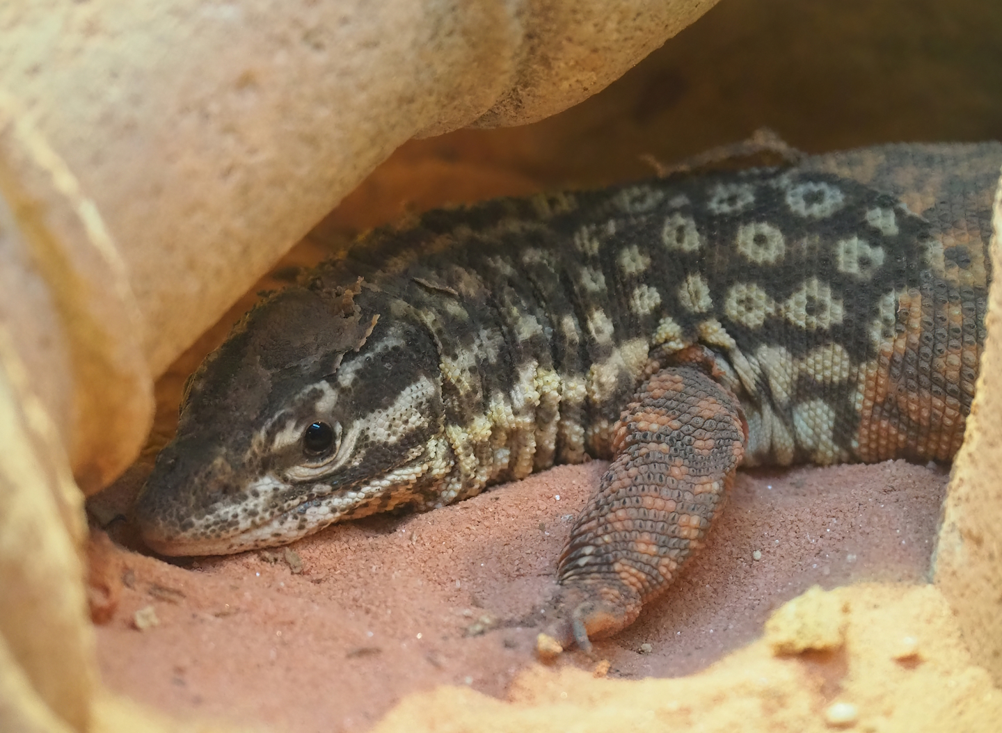 Spiny-tailed monitor (Varanus acanthurus), 2023-07-08