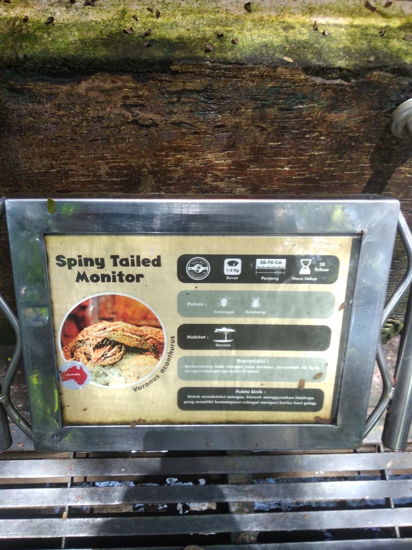 Spiny-tailed monitor (Varanus acanthurus) information panel