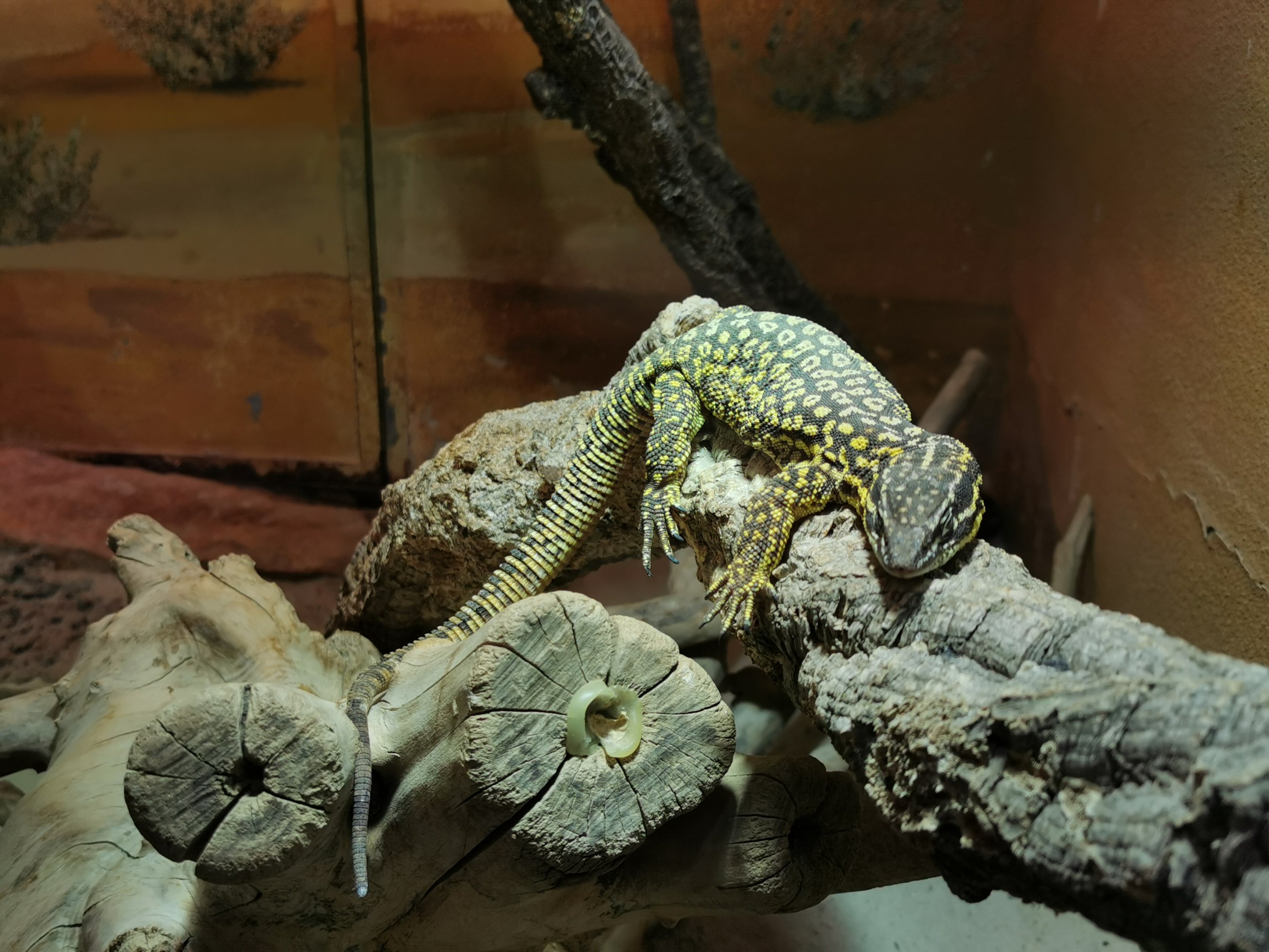 Spiny-tailed monitor (Varanus acanthurus) - Lemur house