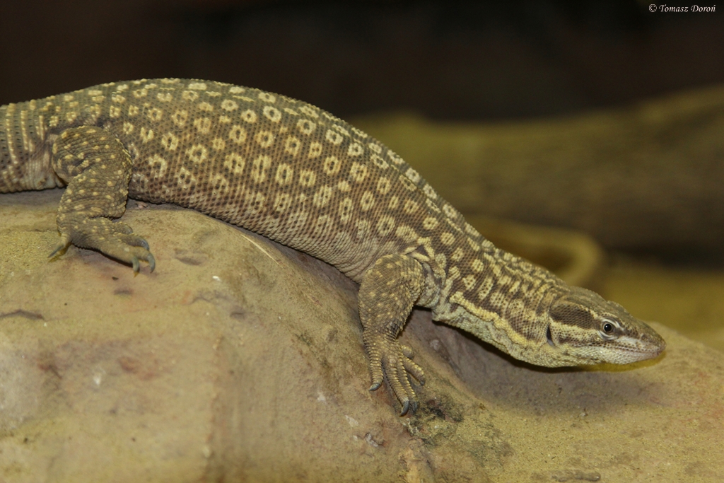 Spiny-tailed Monitor (Varanus acanthurus)
