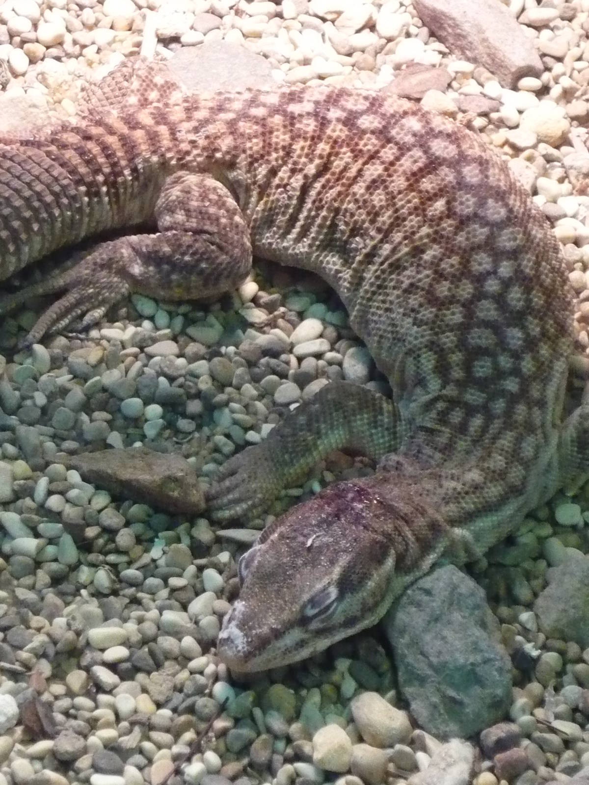Spiny-tailed monitor (Varanus acanthurus)
