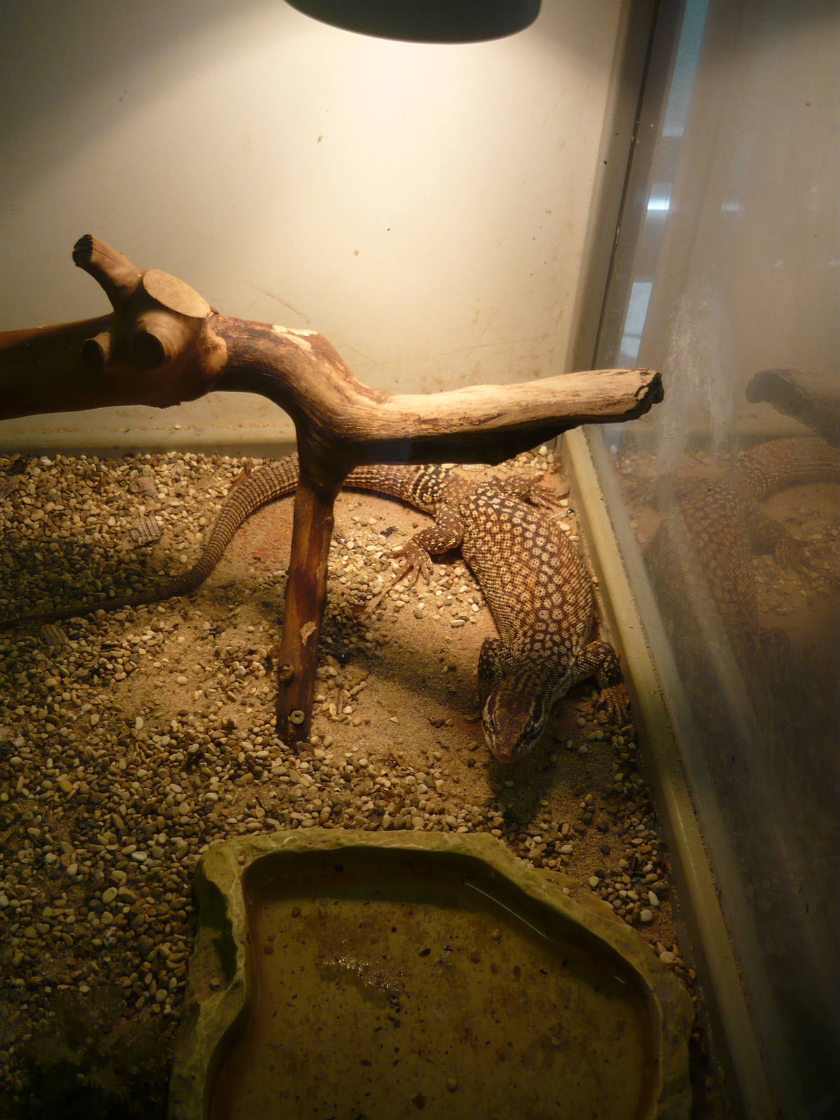 Spiny-tailed monitor (Varanus acanthurus)