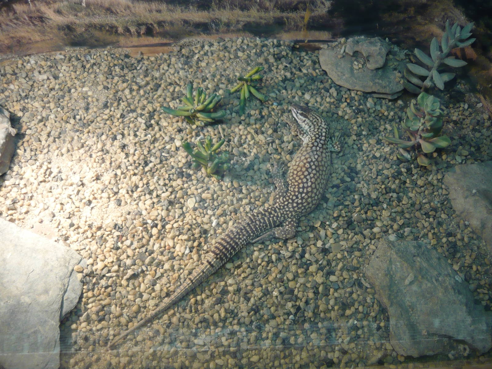 Spiny-tailed monitor (Varanus acanthurus)