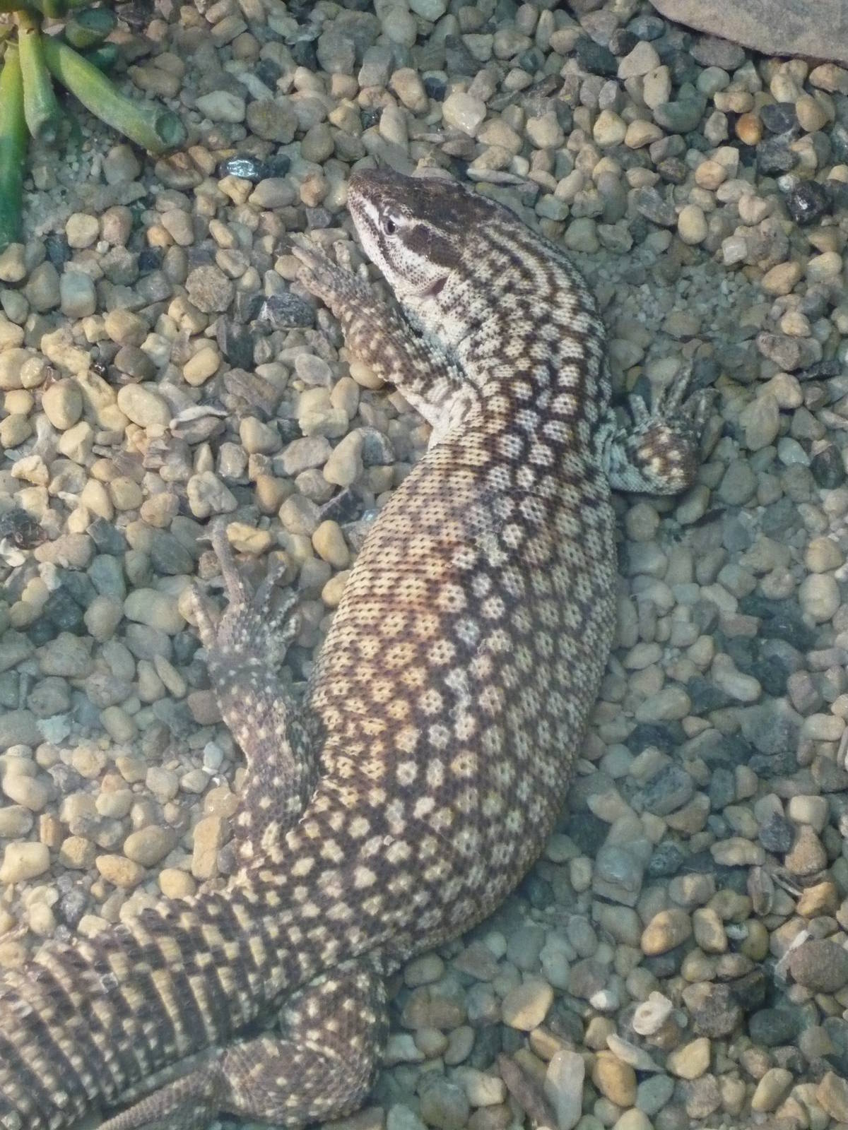 Spiny-tailed monitor (Varanus acanthurus)