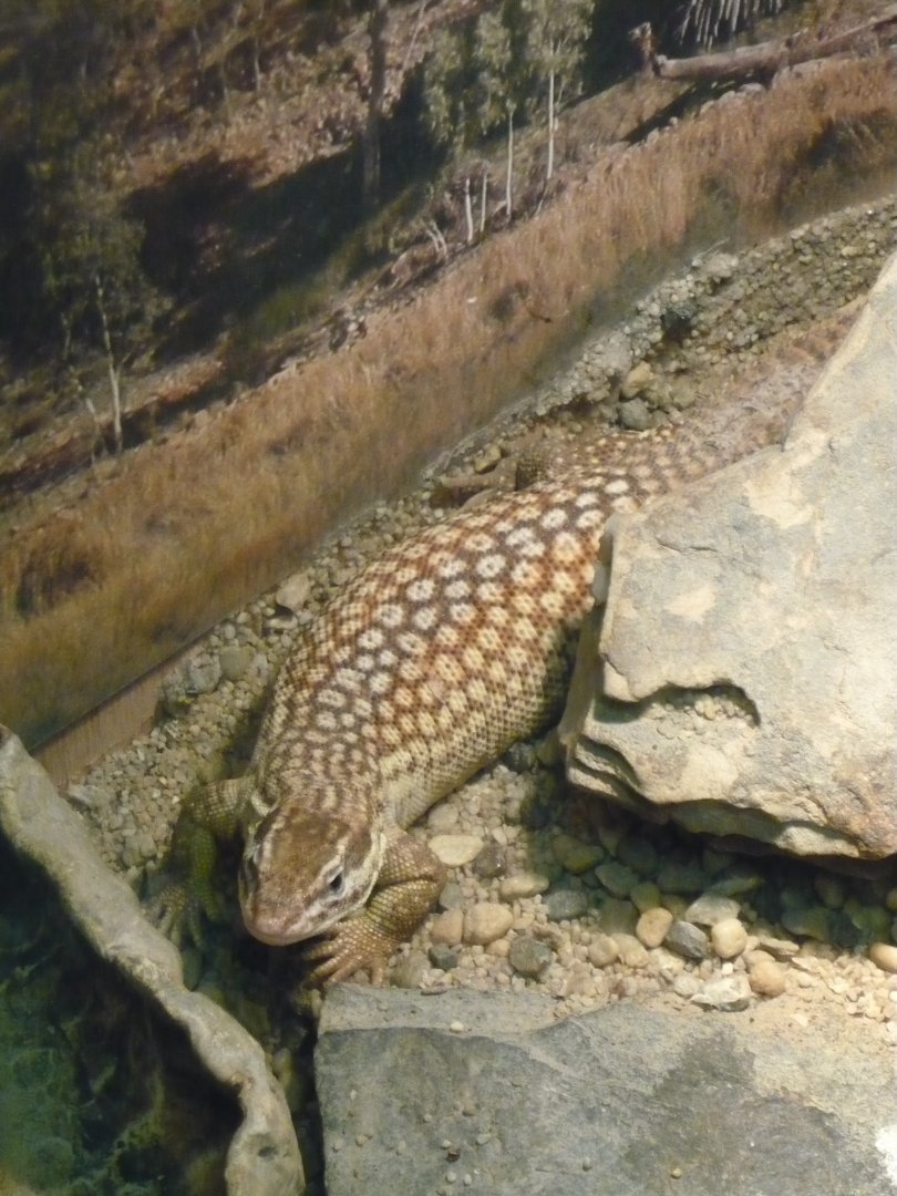 Spiny-tailed monitor (Varanus acanthurus)
