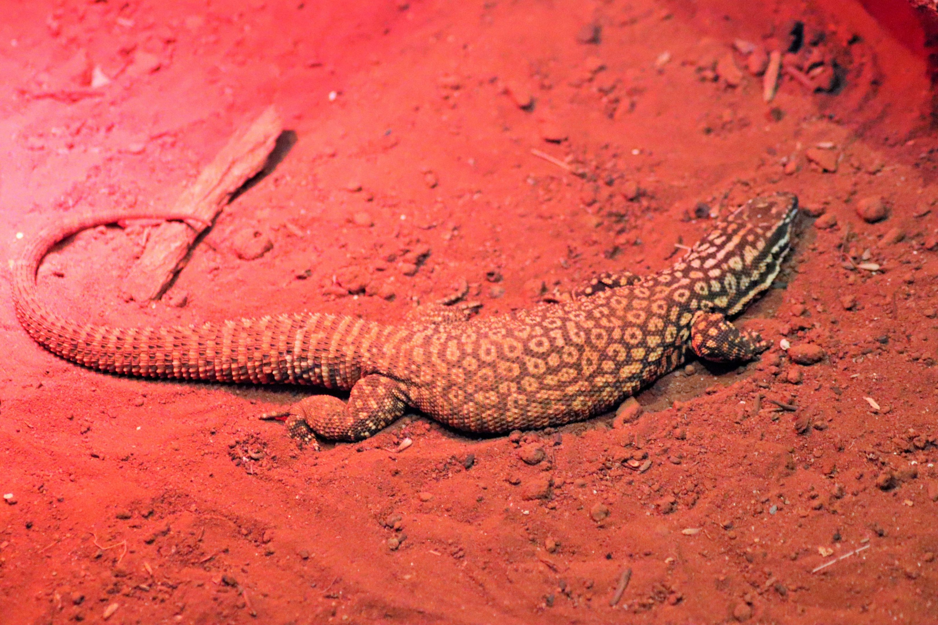 Spiny-tailed Monitor (Varanus acanthurus)