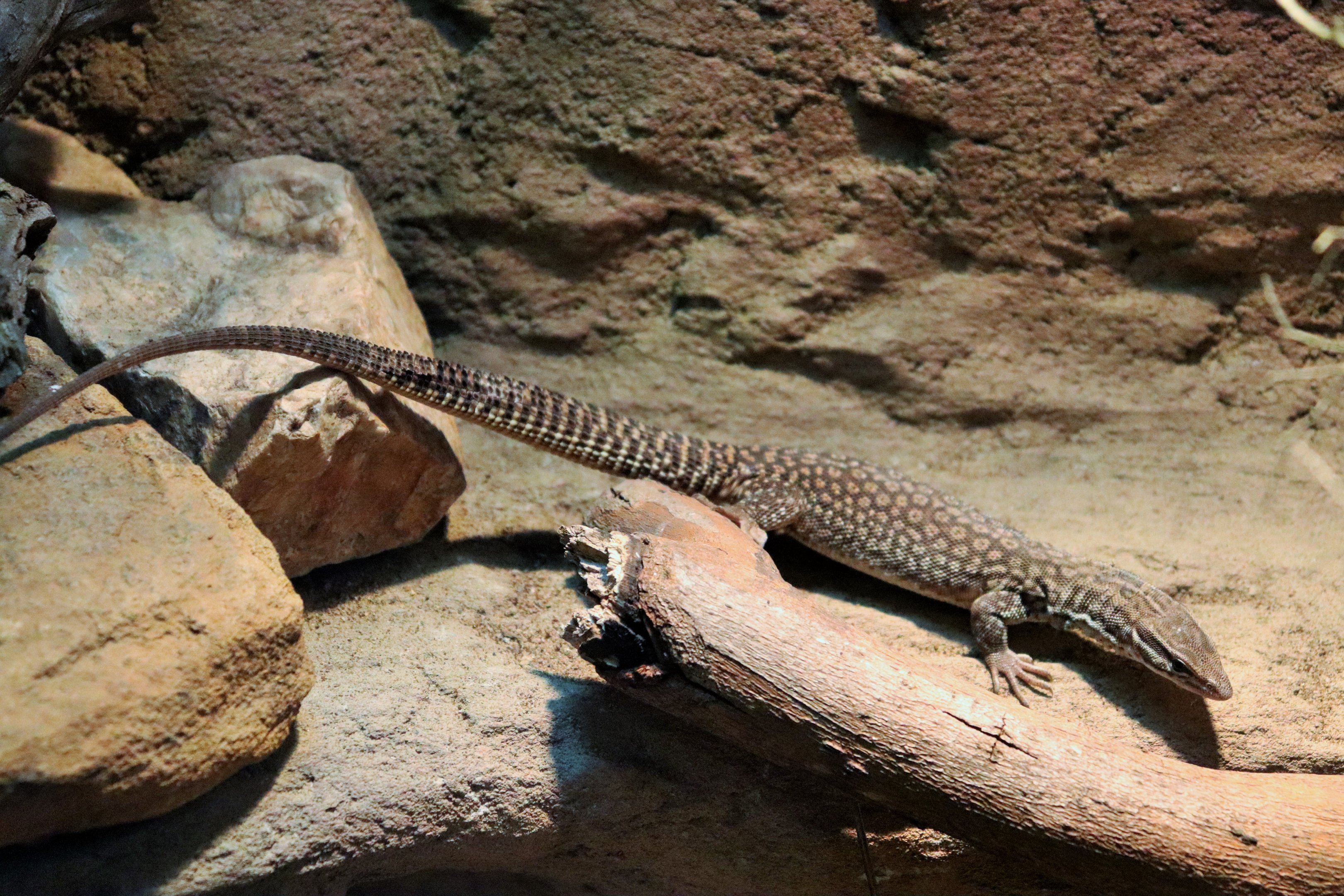 Spiny-tailed Monitor (Varanus acanthurus)