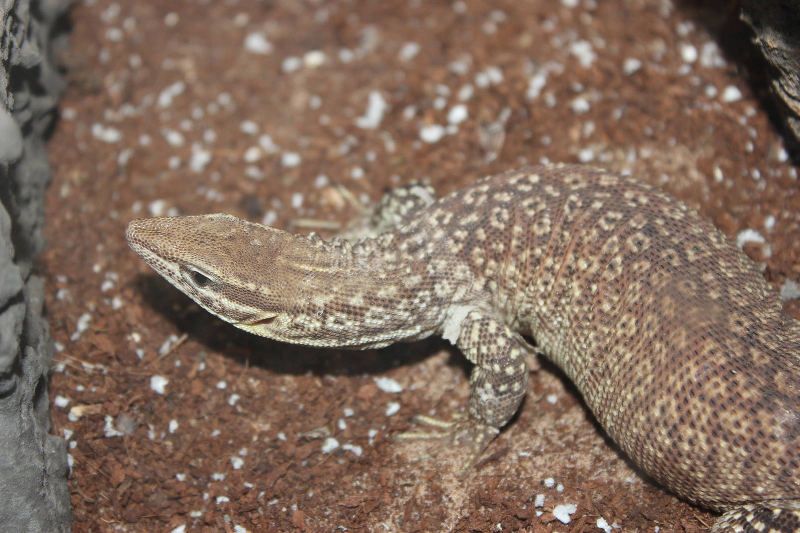 Spiny-tailed monitor