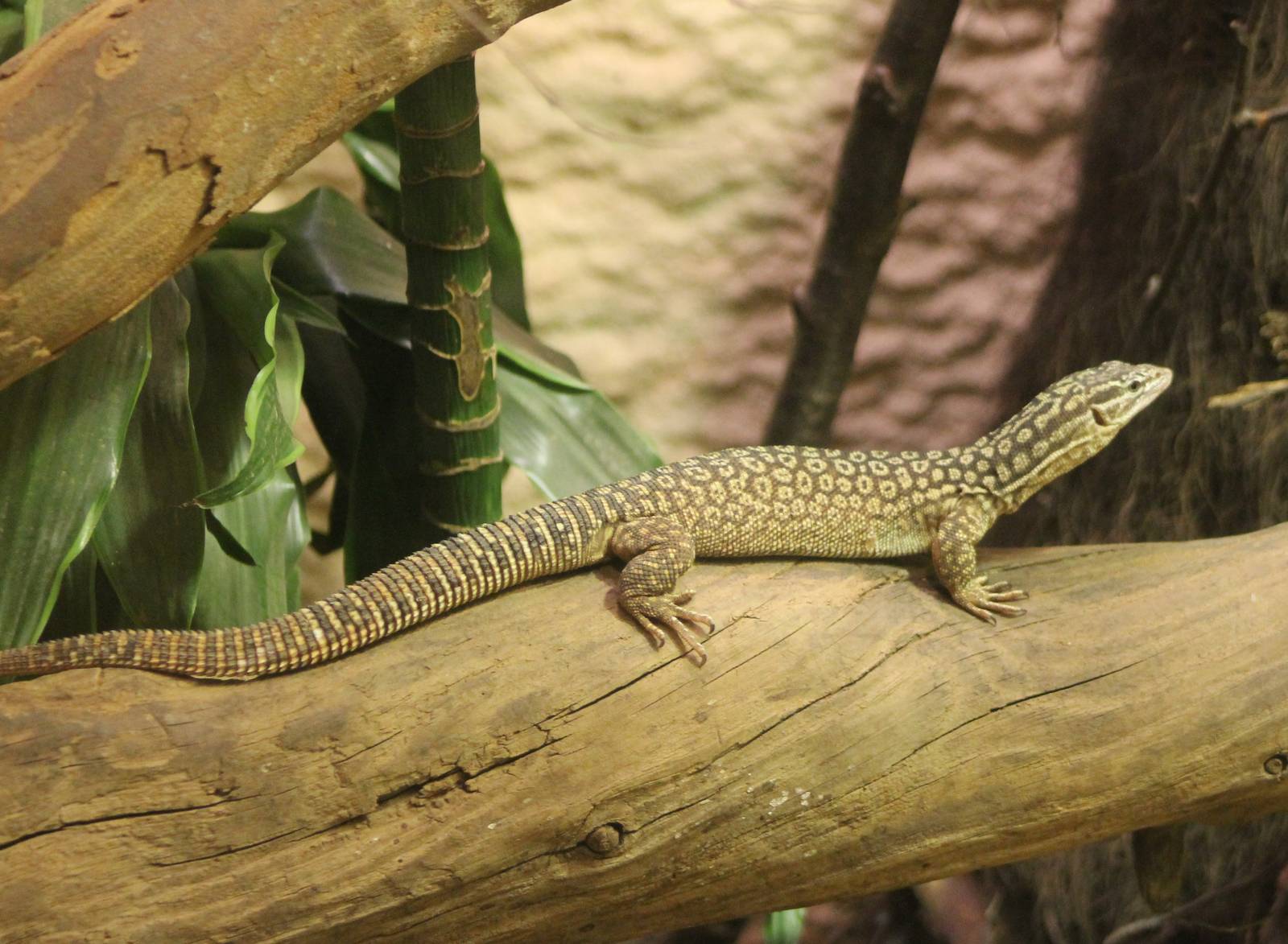 Spiny-tailed monitor