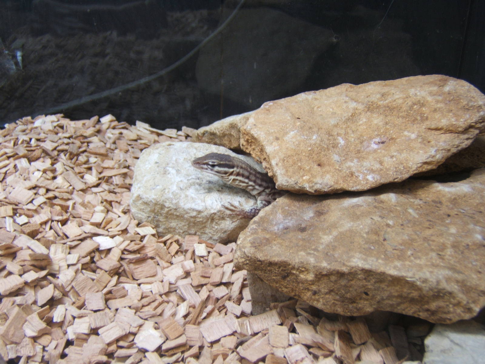 Spiny-tailed Monitor