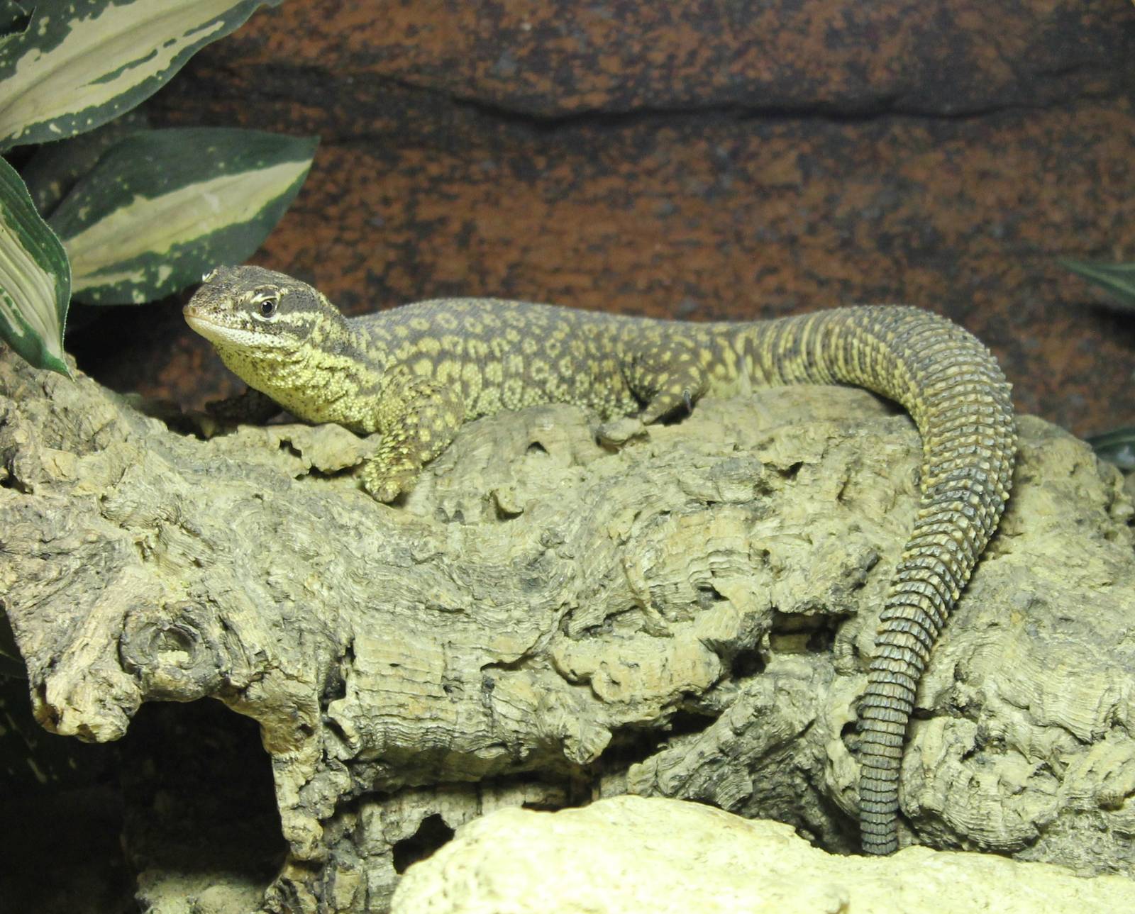 Spiny-tailed monitor