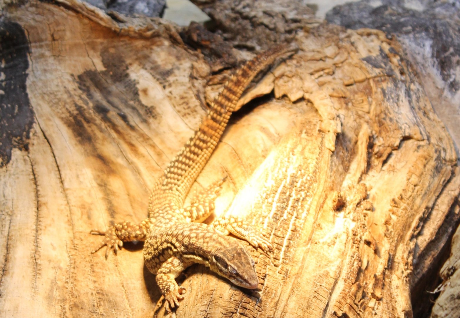 Spiny-tailed monitor