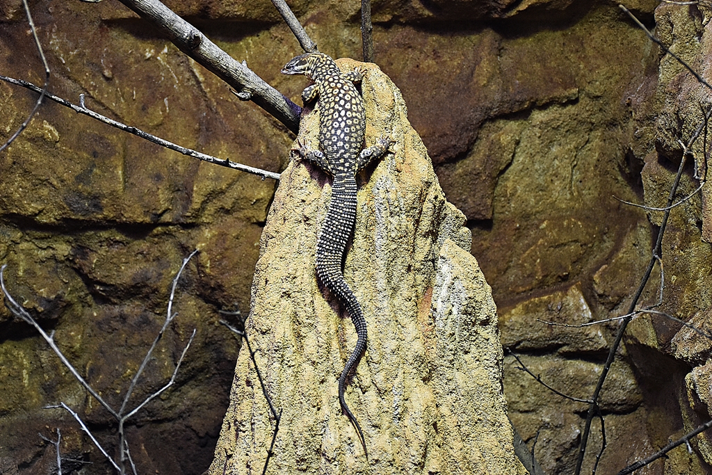 Spiny-tailed monitor
