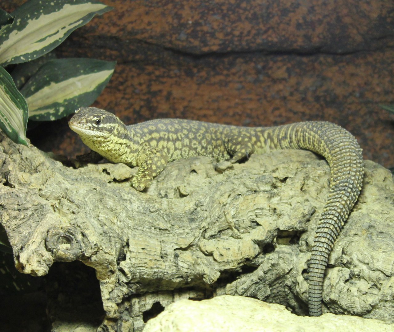 Spiny-tailed monitor