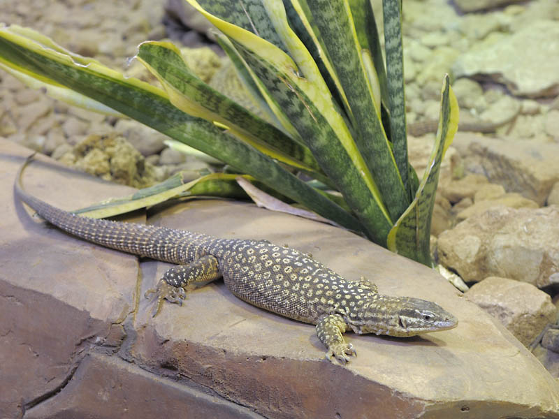 Spiny-tailed monitor