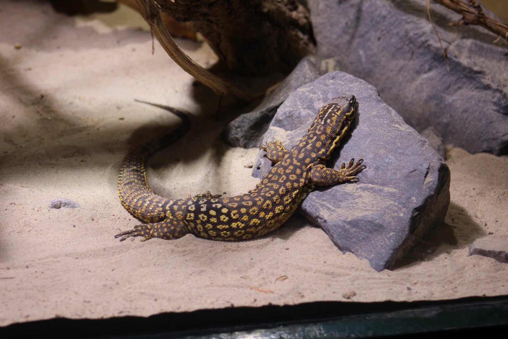 Spiny-Tailed Monitor