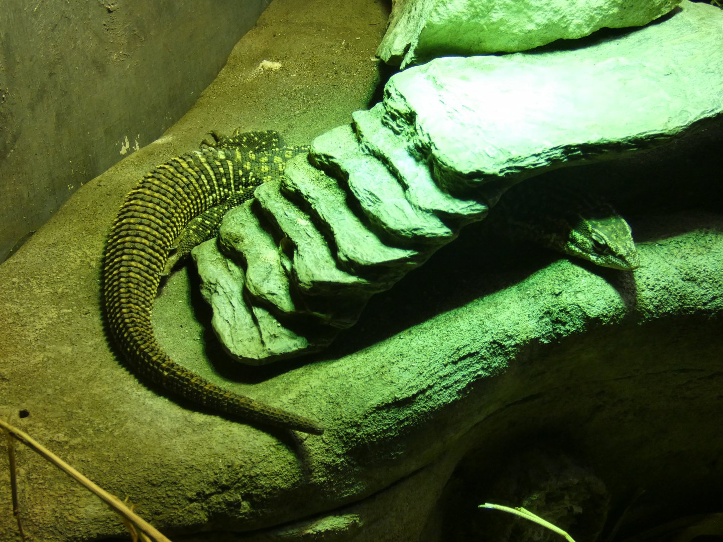 Spiny-tailed monitor