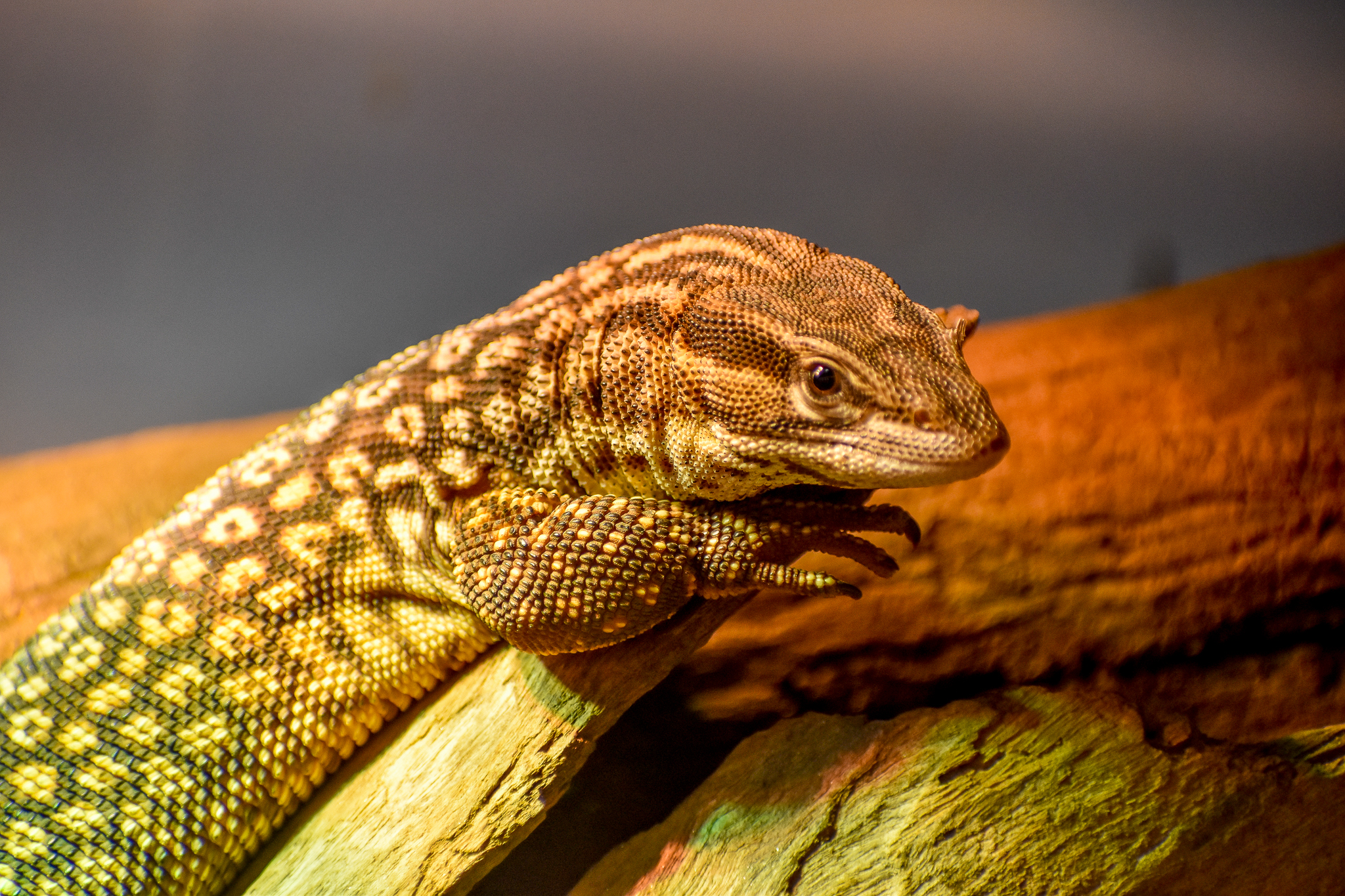 Spiny-tailed Monitor