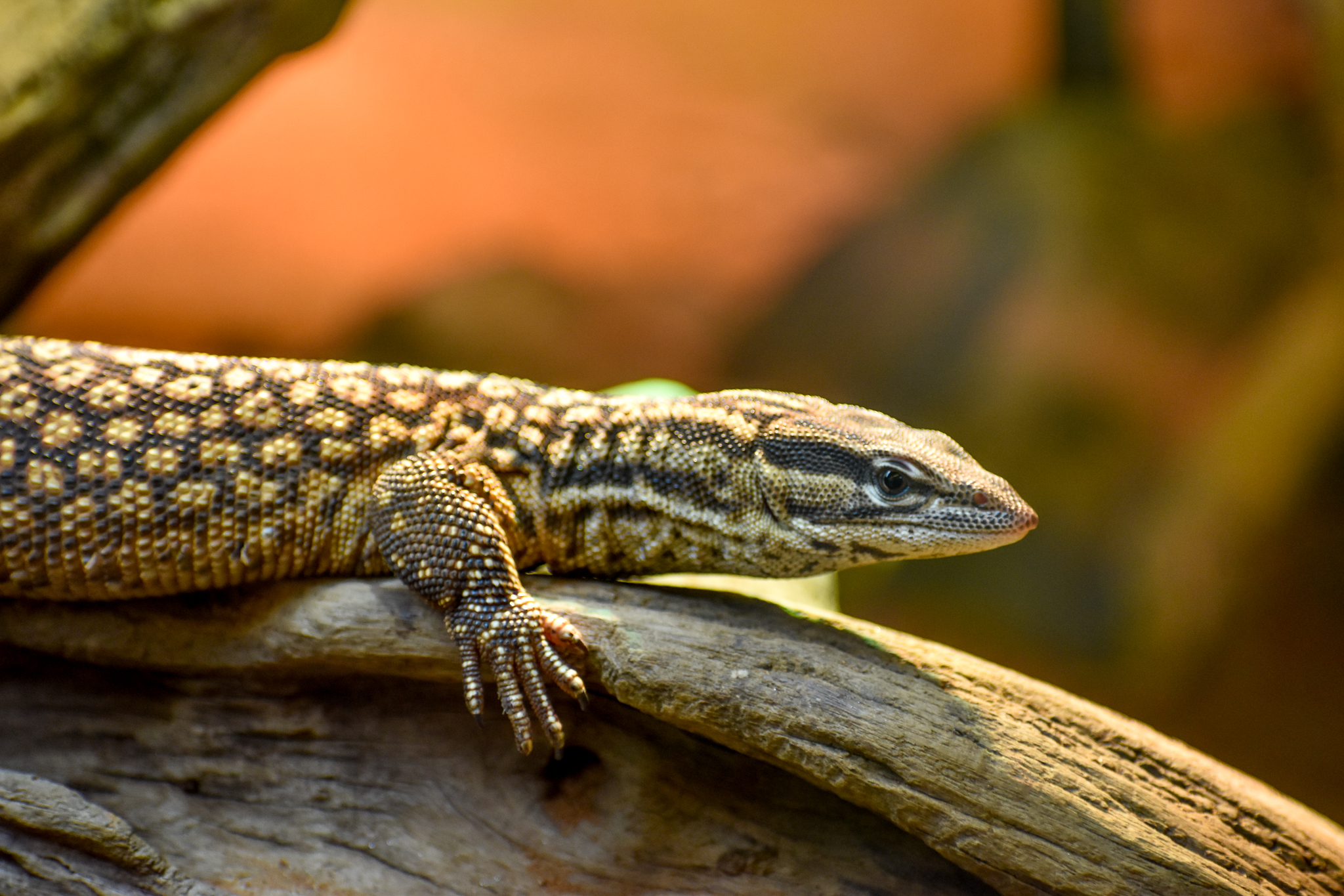 Spiny-tailed Monitor