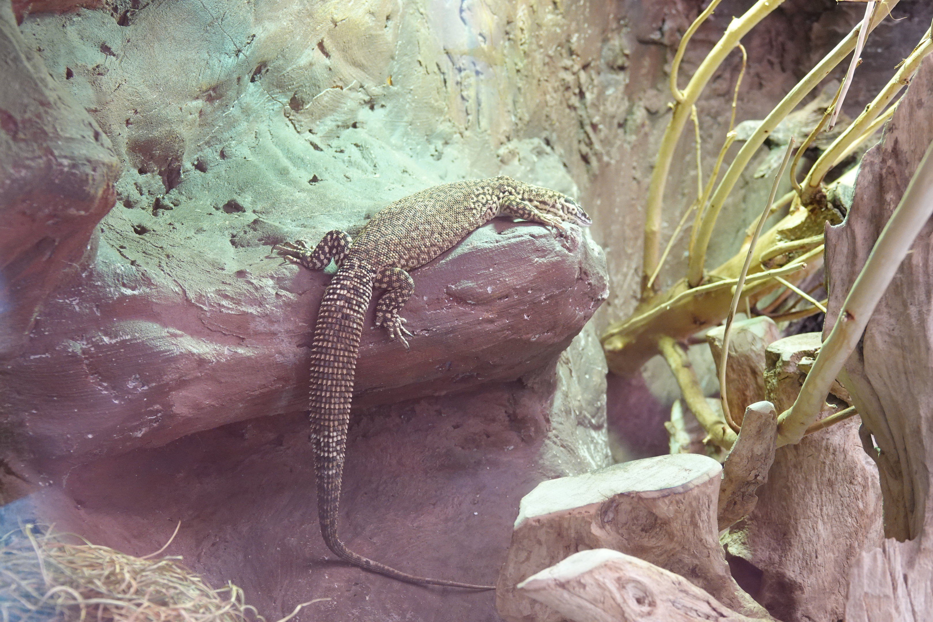 Spiny-tailed monitor