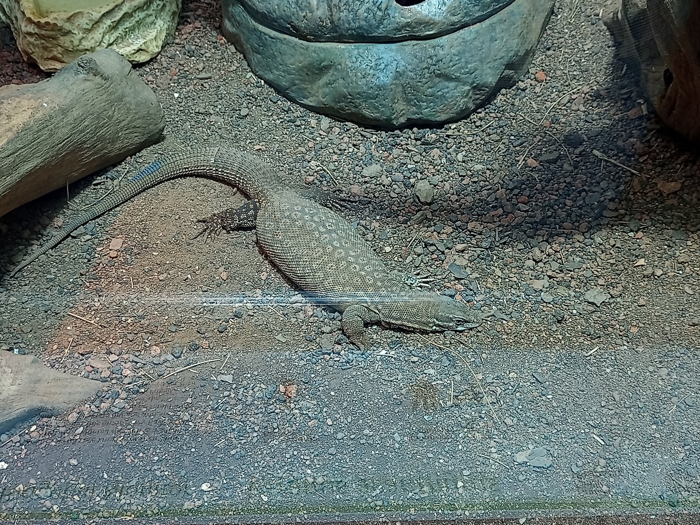 Spiny tailed monitor