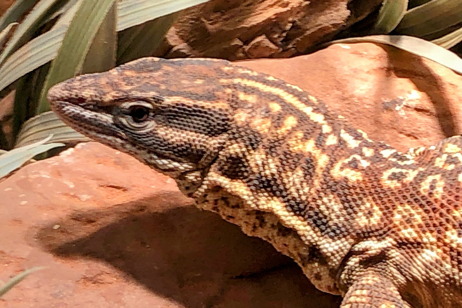 Spiny-tailed Monitor