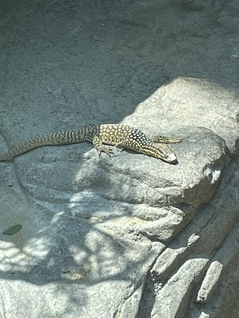 Spiny-tailed Monitor
