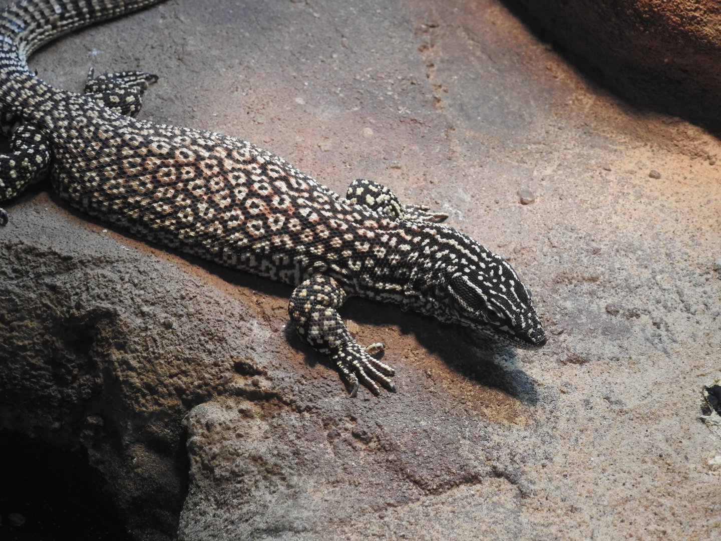 Spiny-Tailed Monitor
