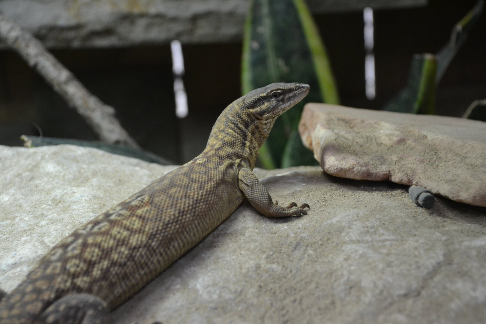 Spiny-tailed monitor