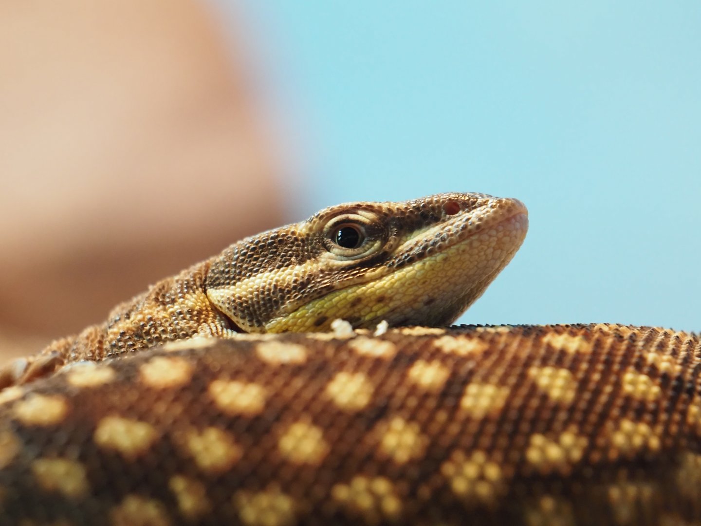 Spiny-Tailed Monitor
