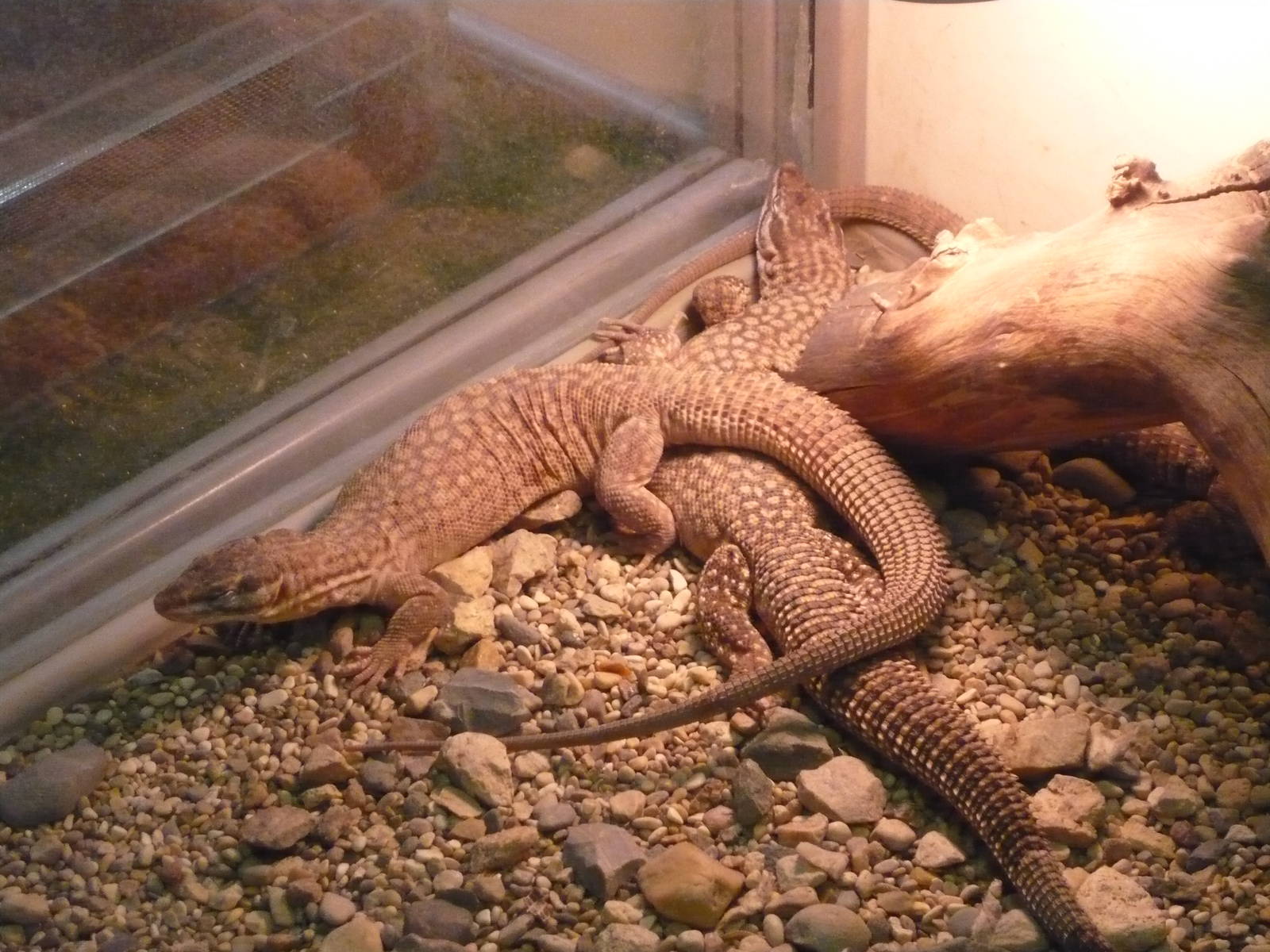 Spiny-tailed monitors (Varanus acanthurus)