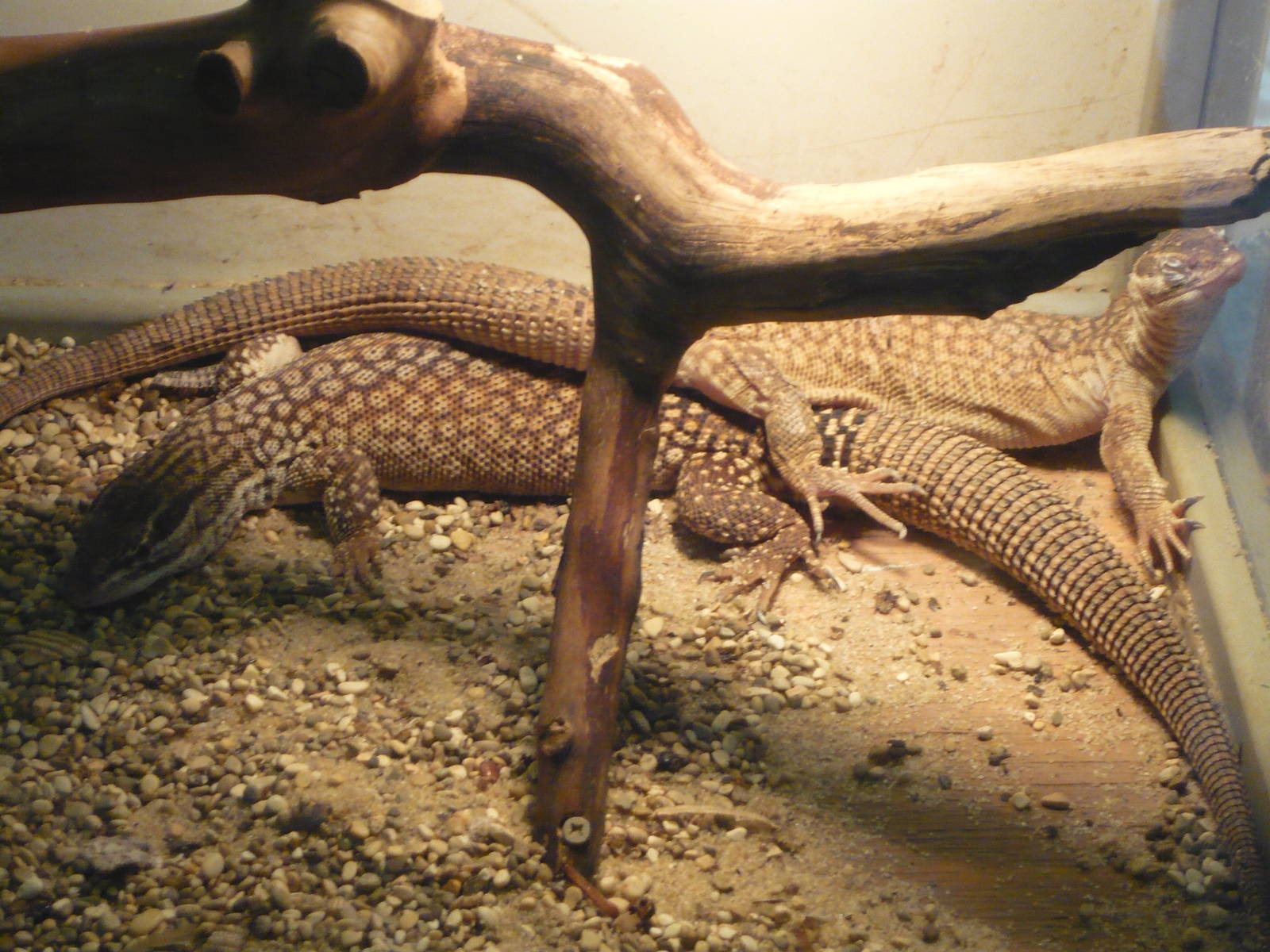 Spiny-tailed monitors (Varanus acanthurus)