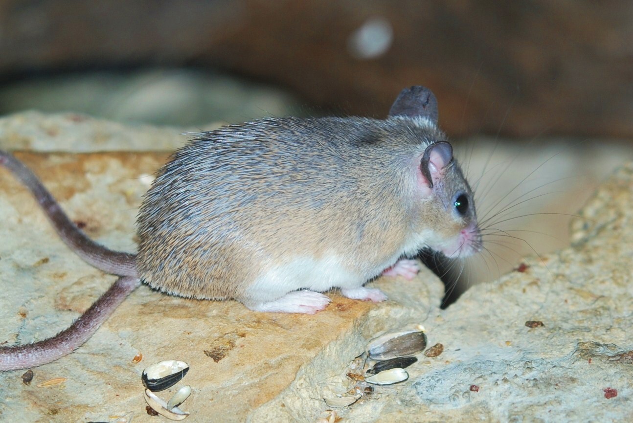 Spiny Tailed Mouse