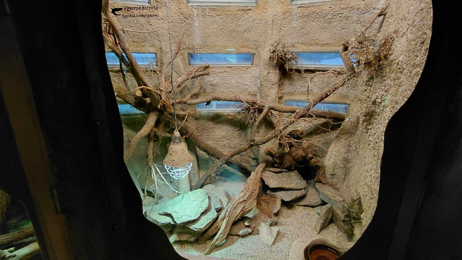 Spiny-tailed skink exhibit
