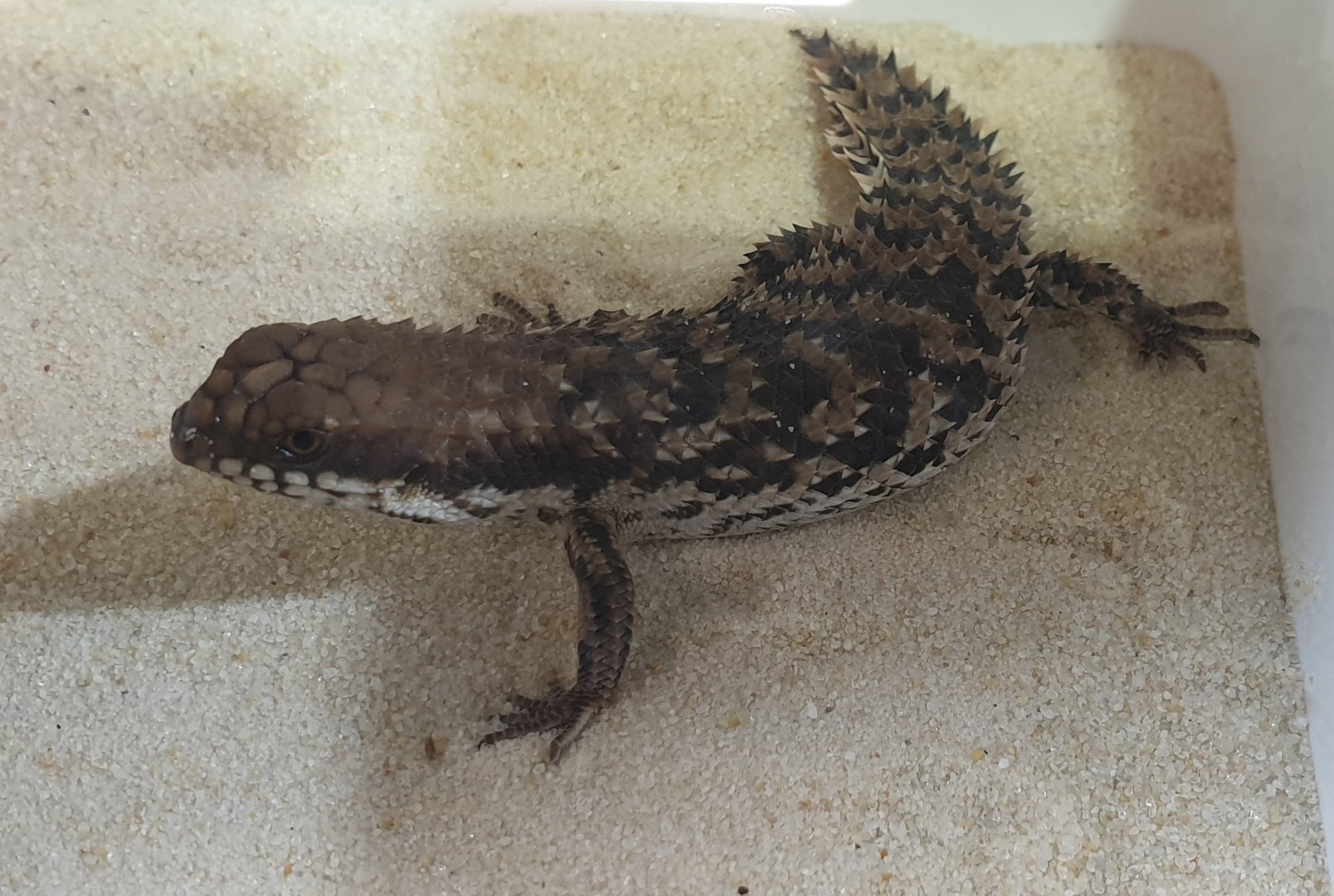 Spiny-tailed skink-species - Egernia species