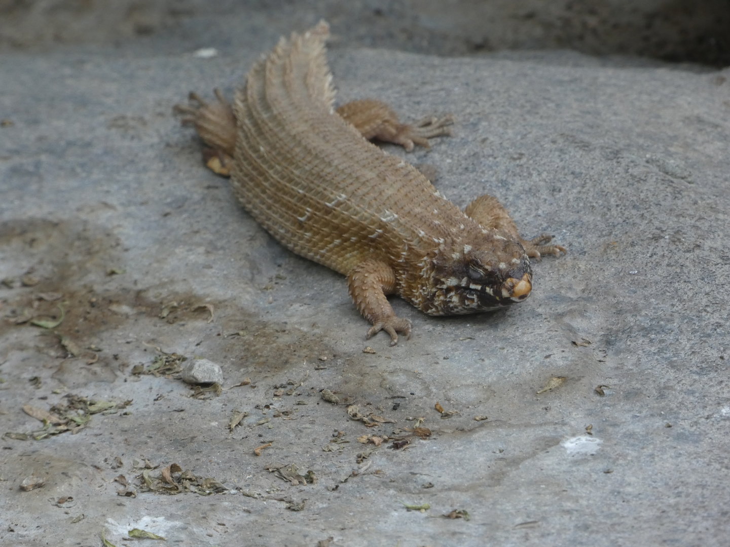 Spiny-tailed Skink