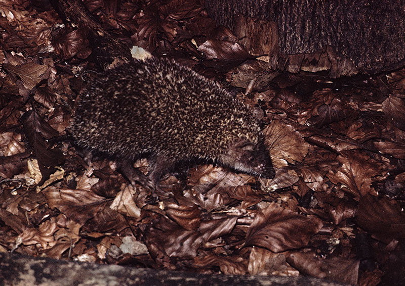 Spiny tenrec 1974