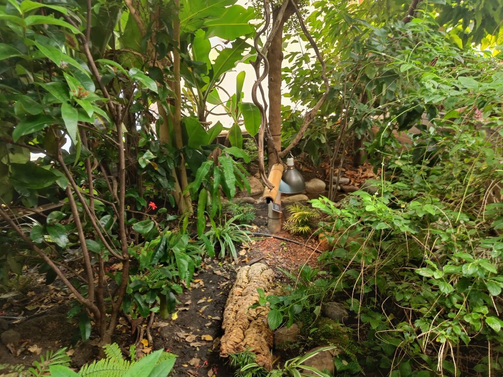 Spiny Turtle Enclosure