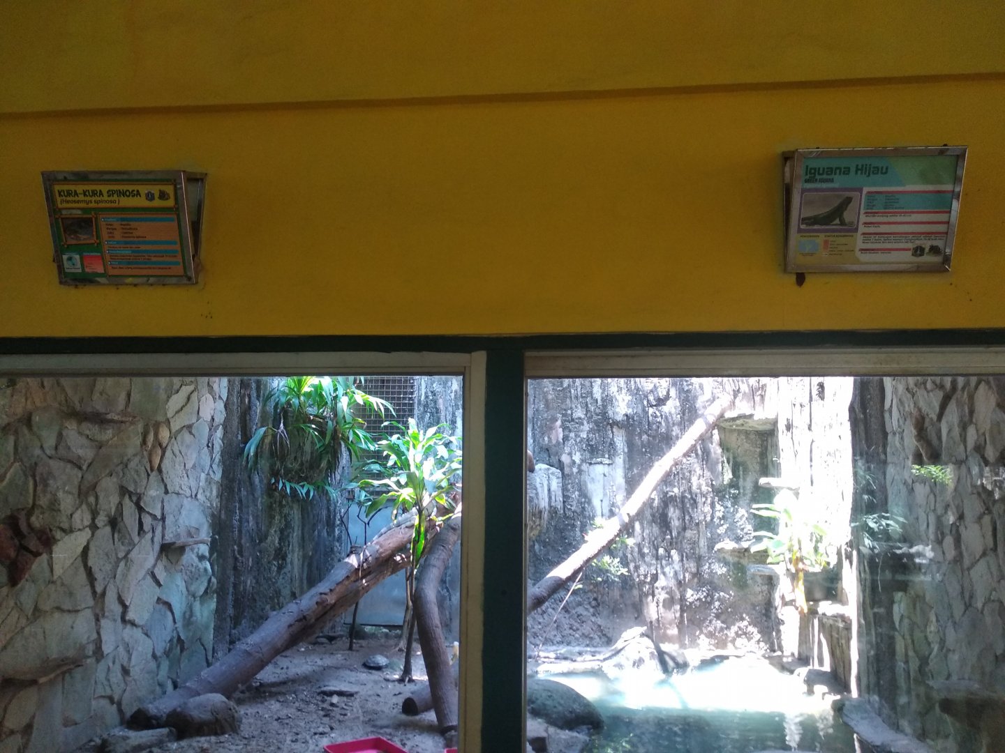 Spiny turtle (Heosemys spinosa) and green iguana mixed exhibit