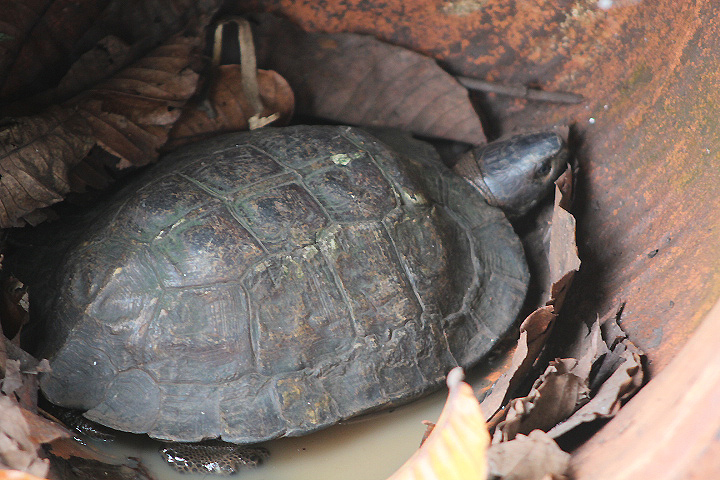 Spiny turtle (Heosemys spinosa) - Museum Komodo