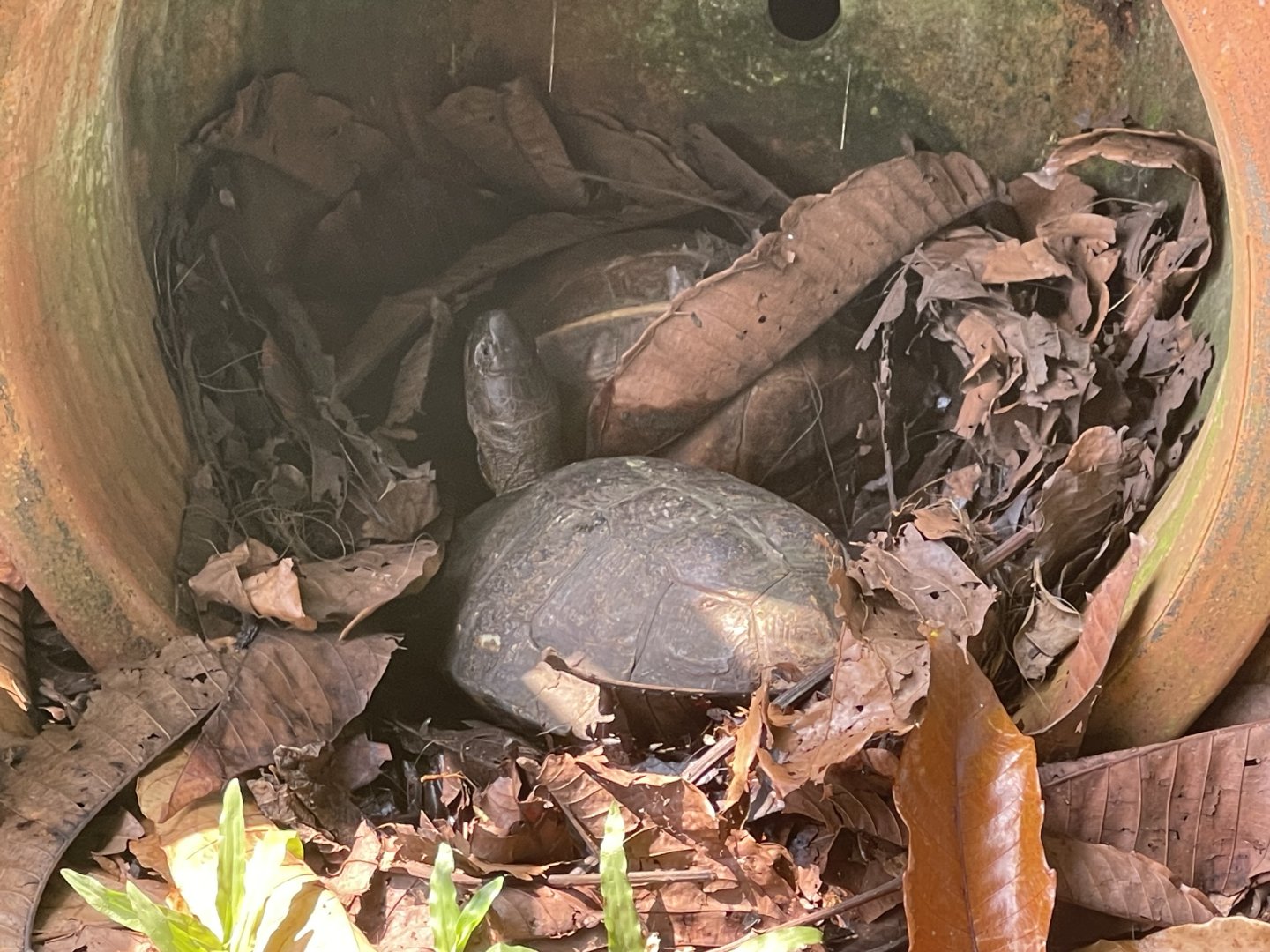 spiny turtle (heosemys spinosa) - museum komodo