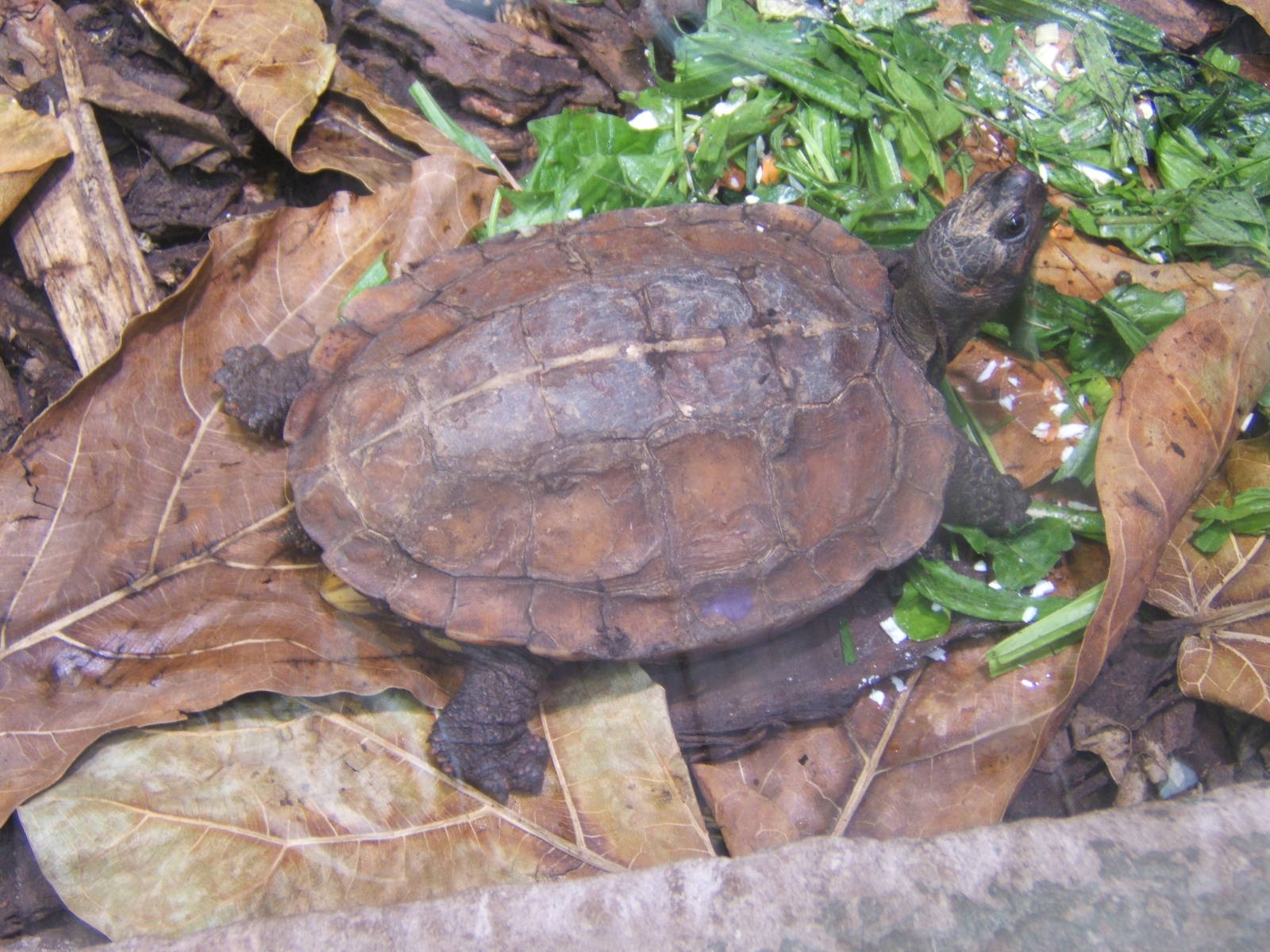 Spiny Turtle (Heosemys spinosa)