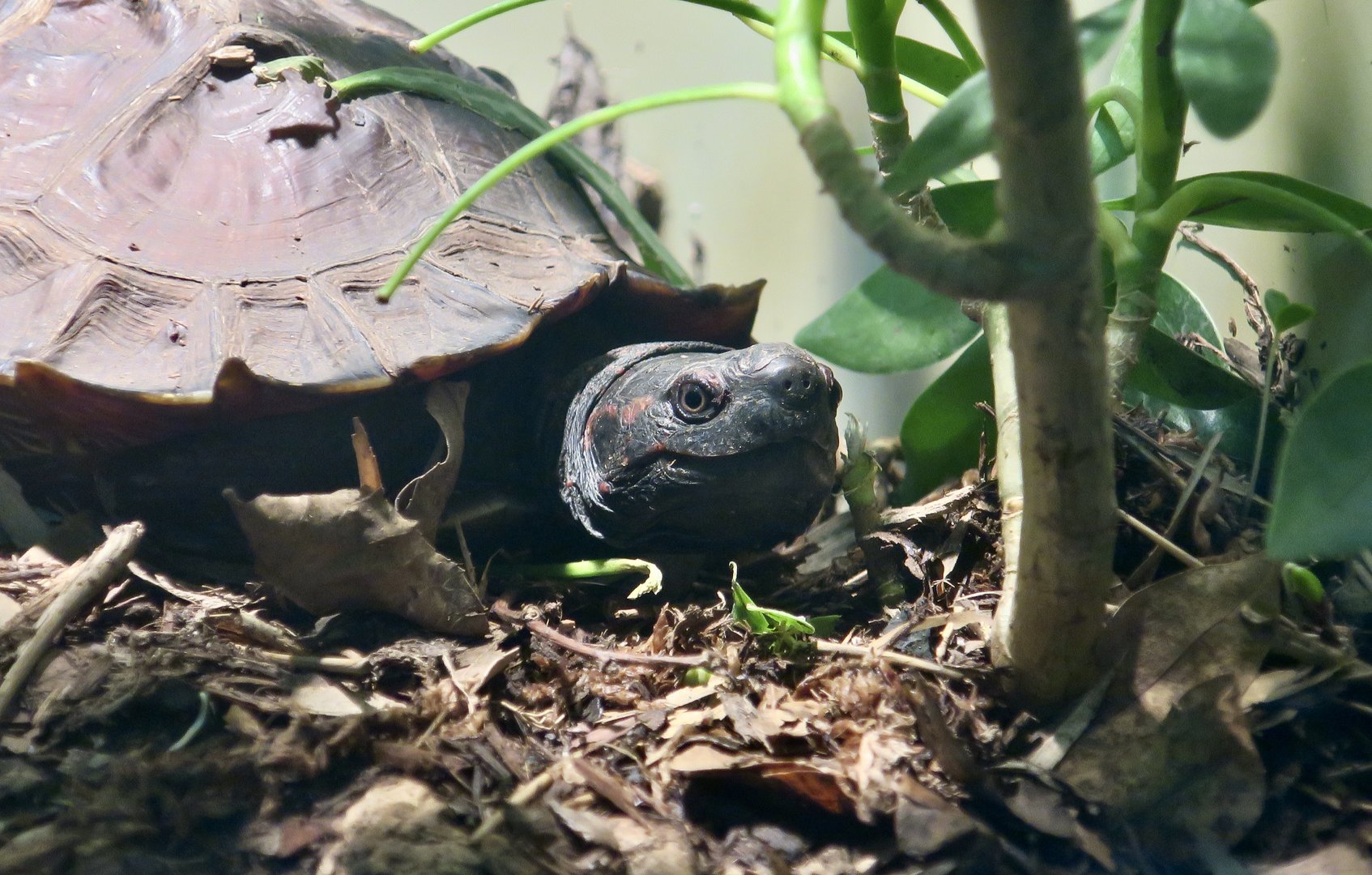 Spiny Turtle (Heosemys spinosa)
