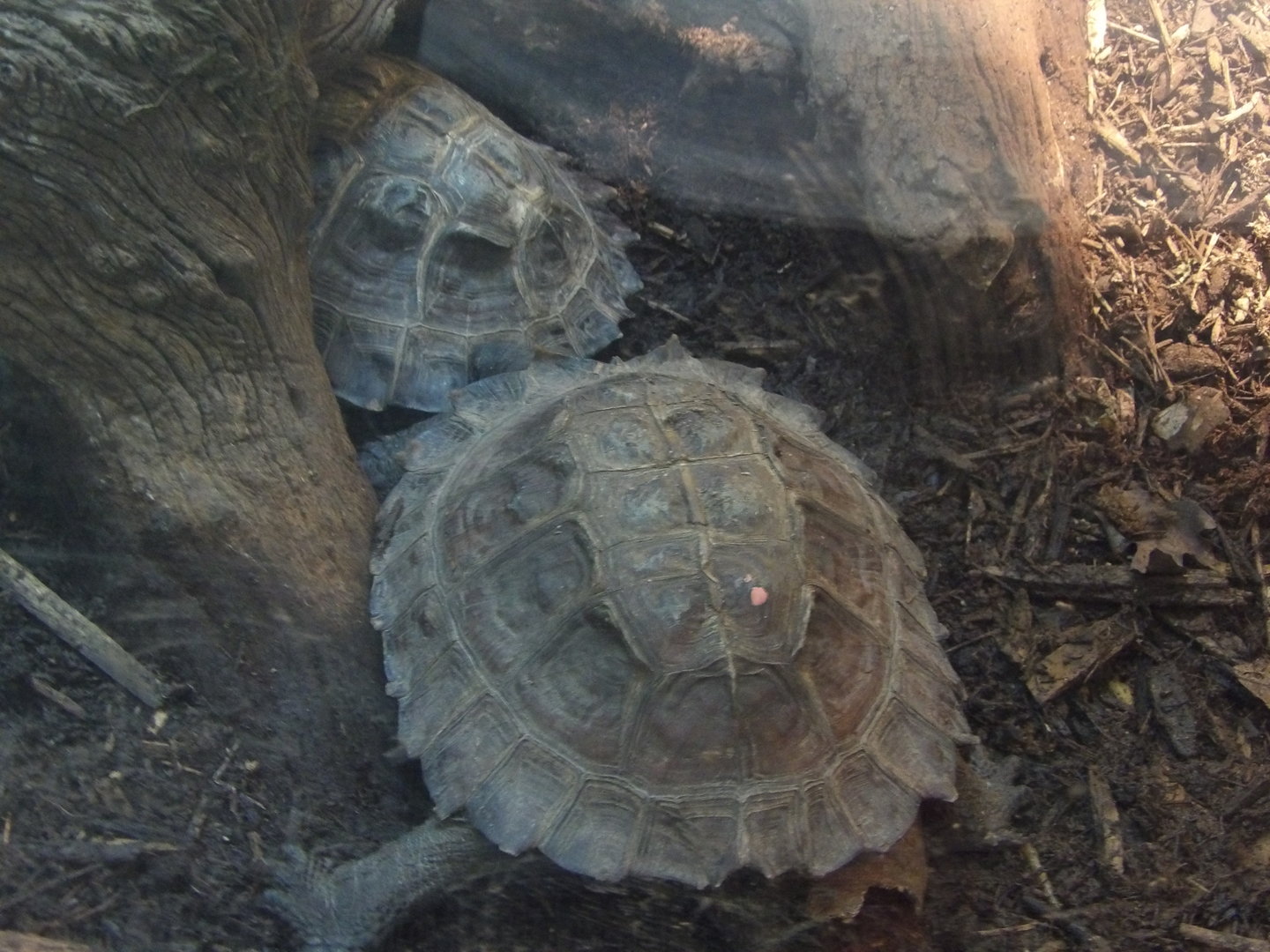 Spiny Turtle(Heosemys spinosa)