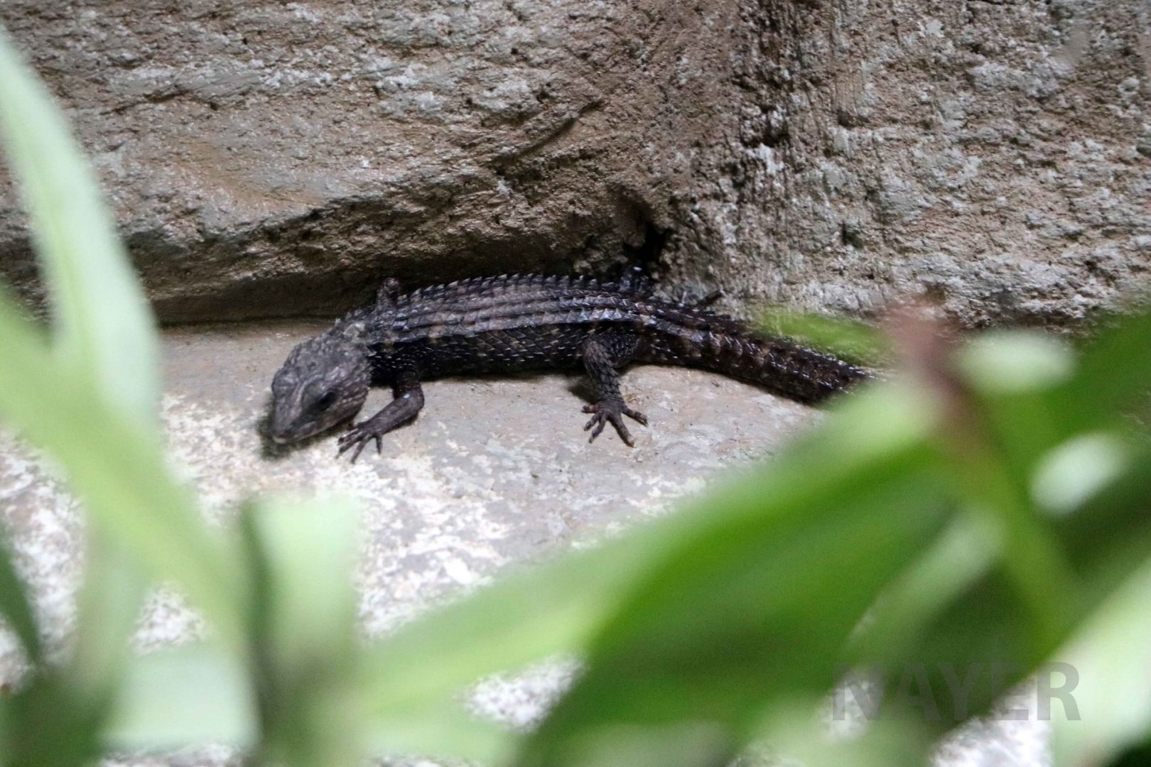 Spiny waterside skink, July 2016