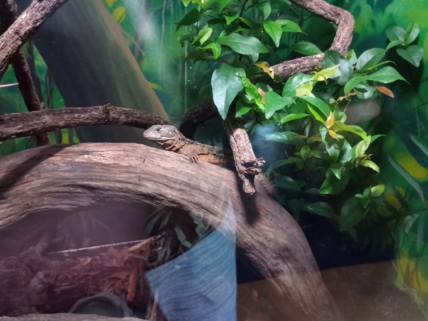 Spiny weapontail lizard