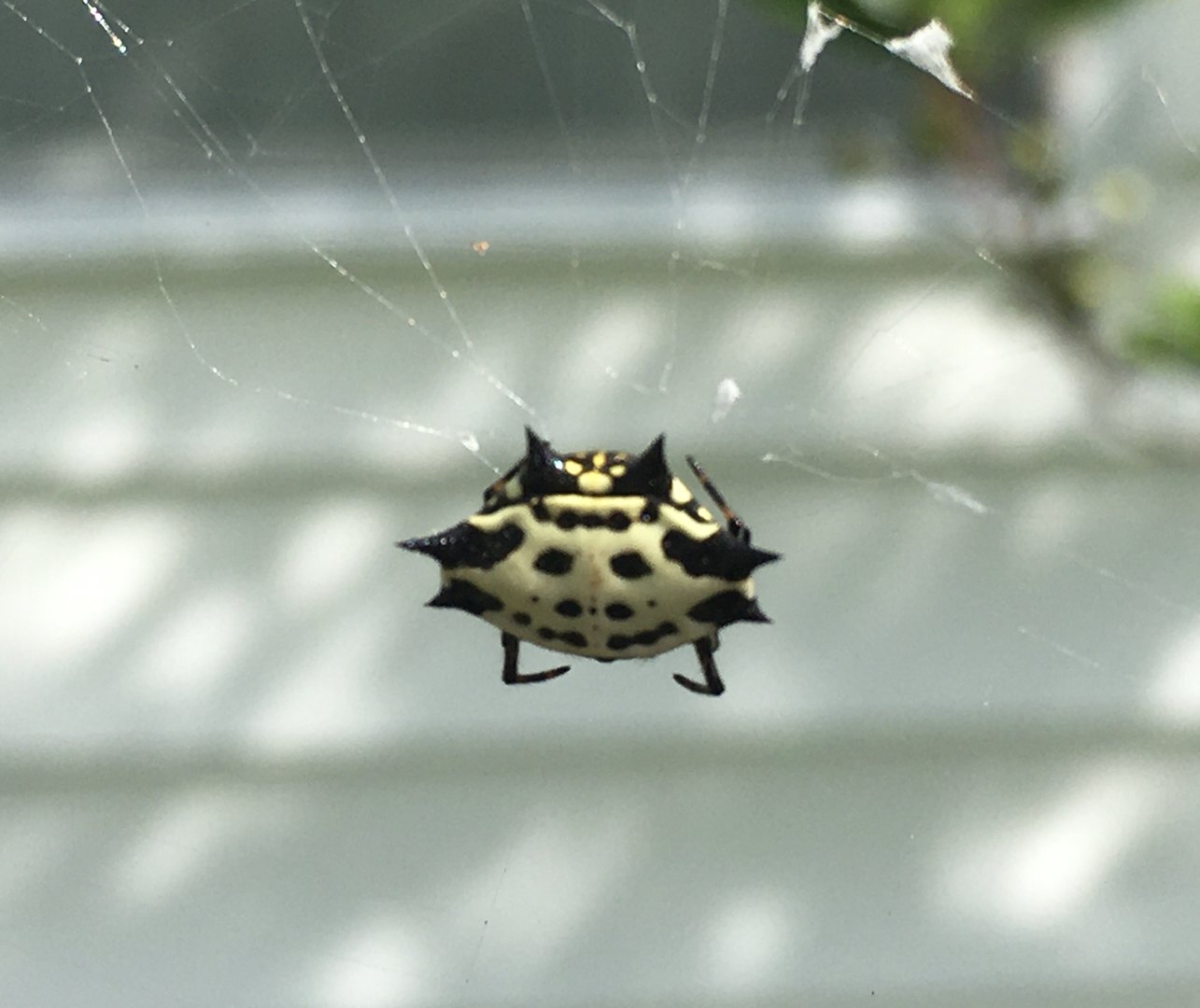 Spinybacked Orbweaver (Gasteracantha cancriformis)