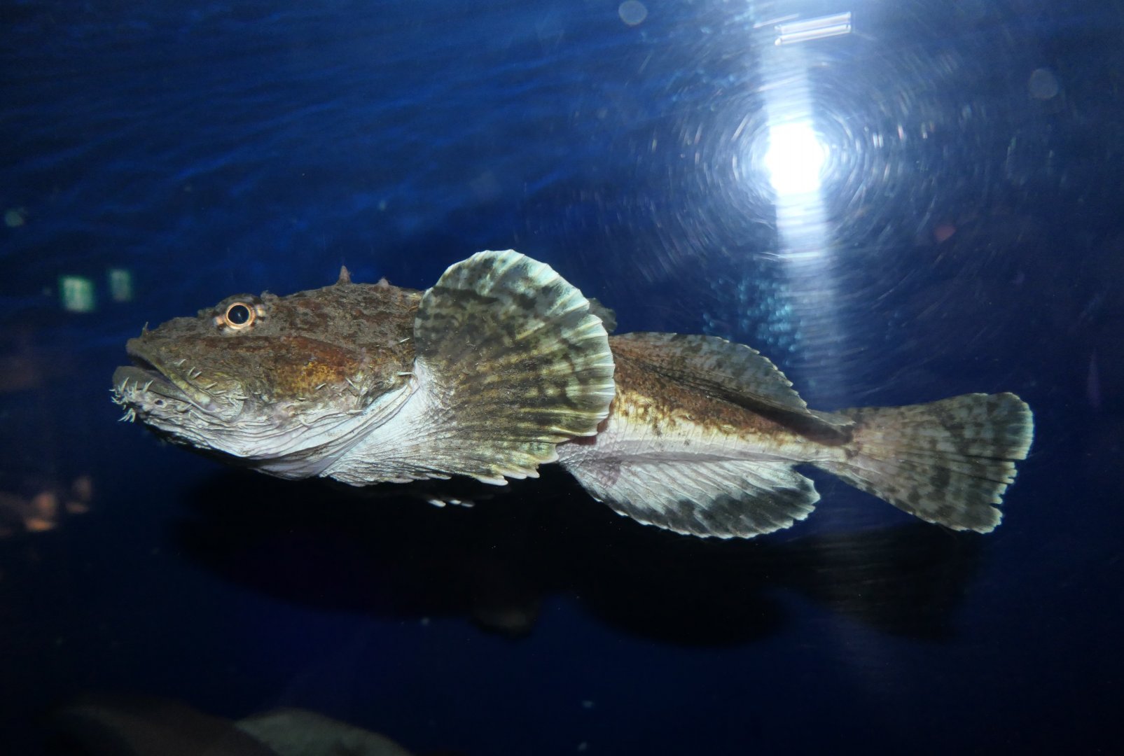 Spinyhead Sculpin (Dasycottus setiger) - Uozu Aquarium